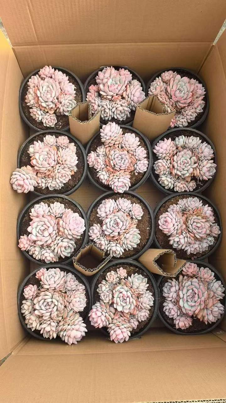 26559 スターモンロー