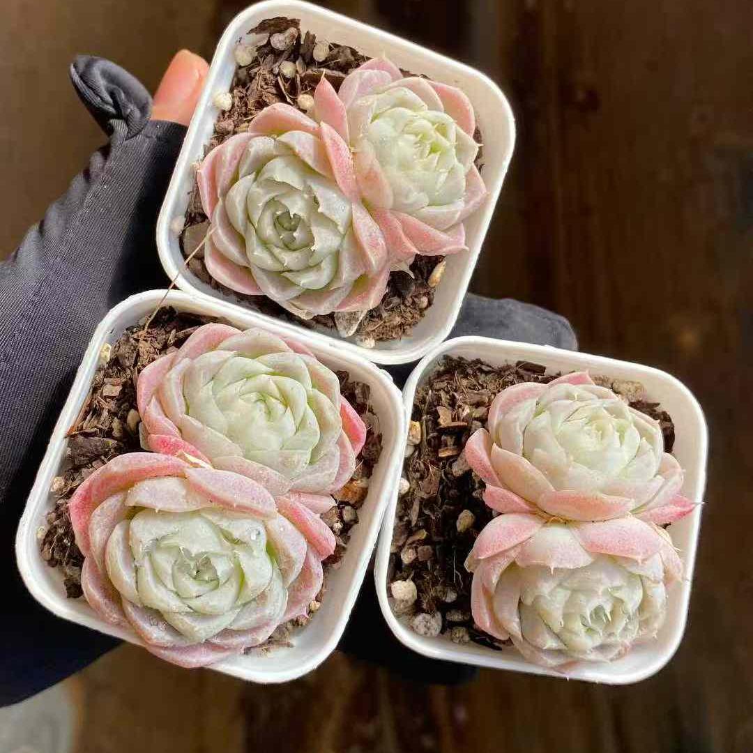 360017 ペアボルテックス