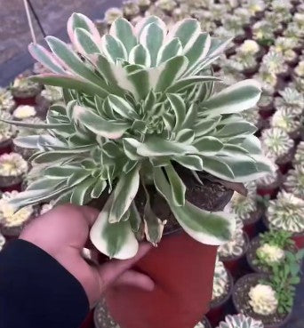 264279 アエオニウム ホワイトフェニックス