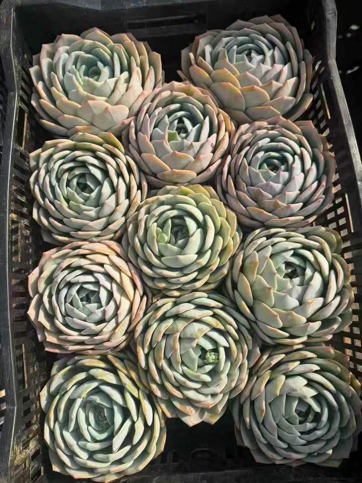 263471 フェニックスオレンジ