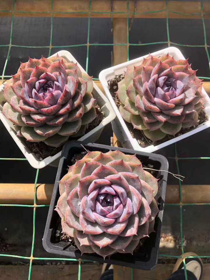 T26421 スプリームトレジャー