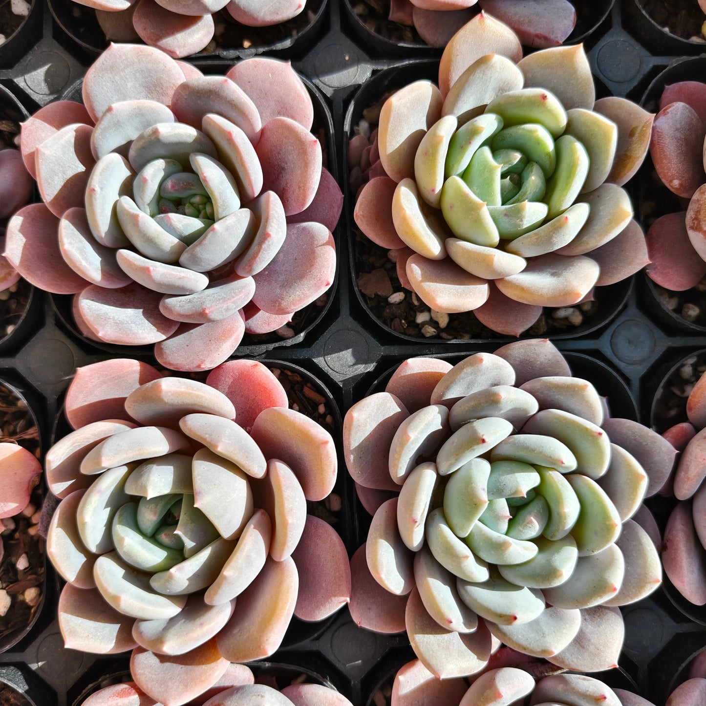 24794 サンガ スノー