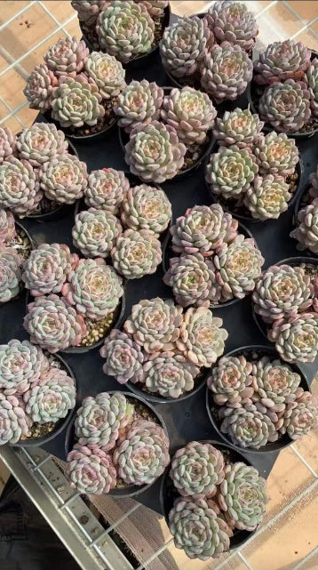 113084 ホワイトファット