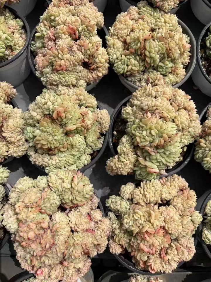 263891 ラジュアイム綴化