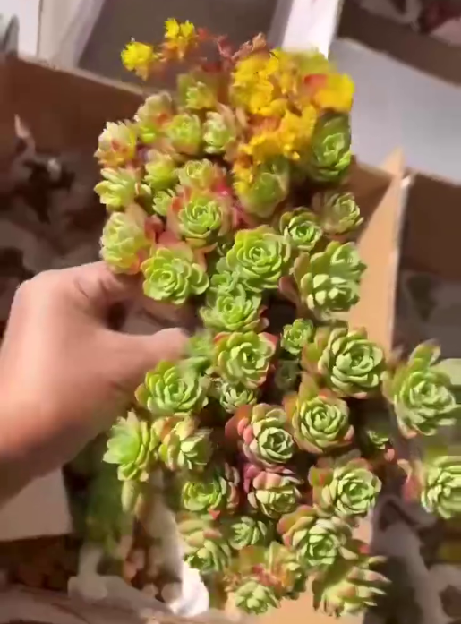 263701 グリーン ローズ