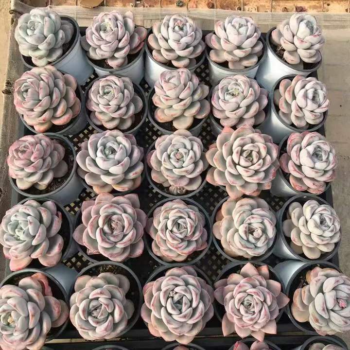 26567 スパーク スノー