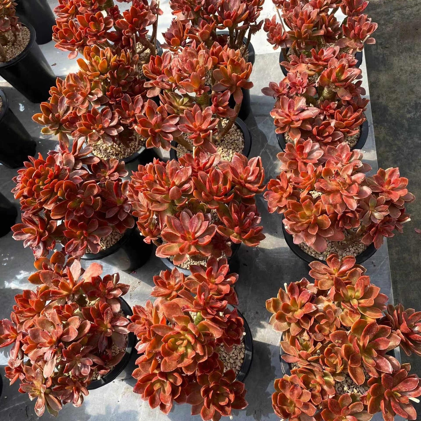 360039 キャンディー