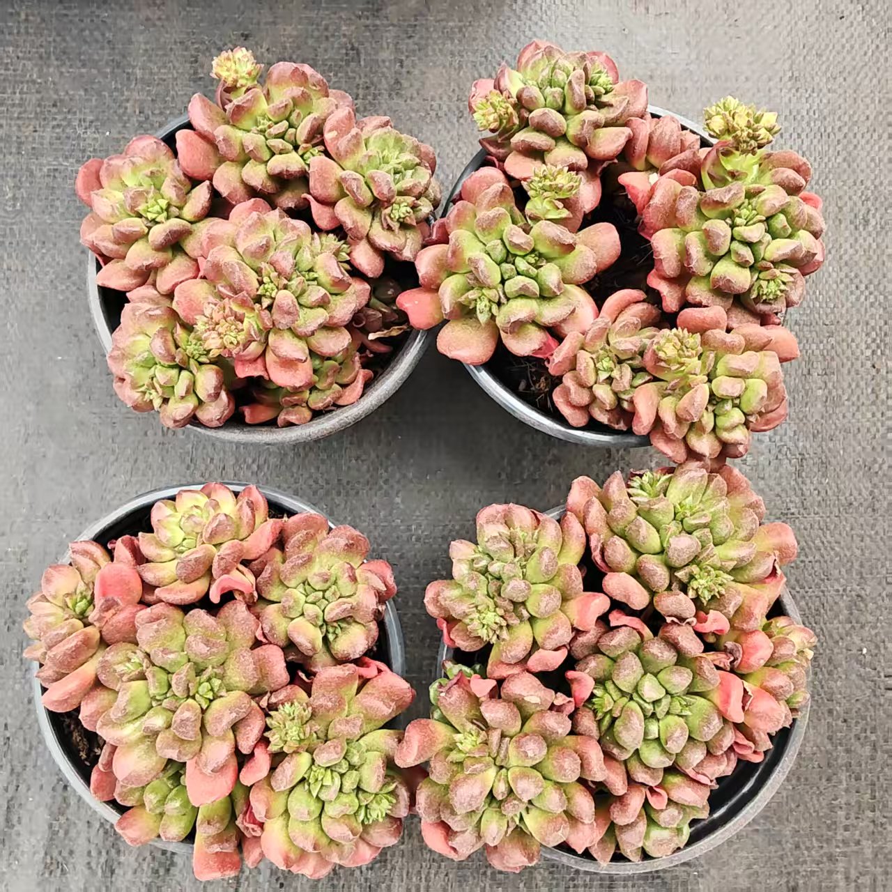 23413 スモールランタン