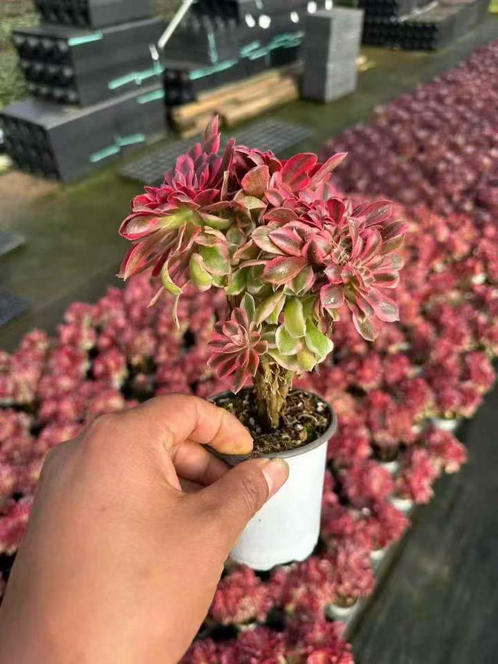 263661 アエオニウム ウィッチ錦綴化