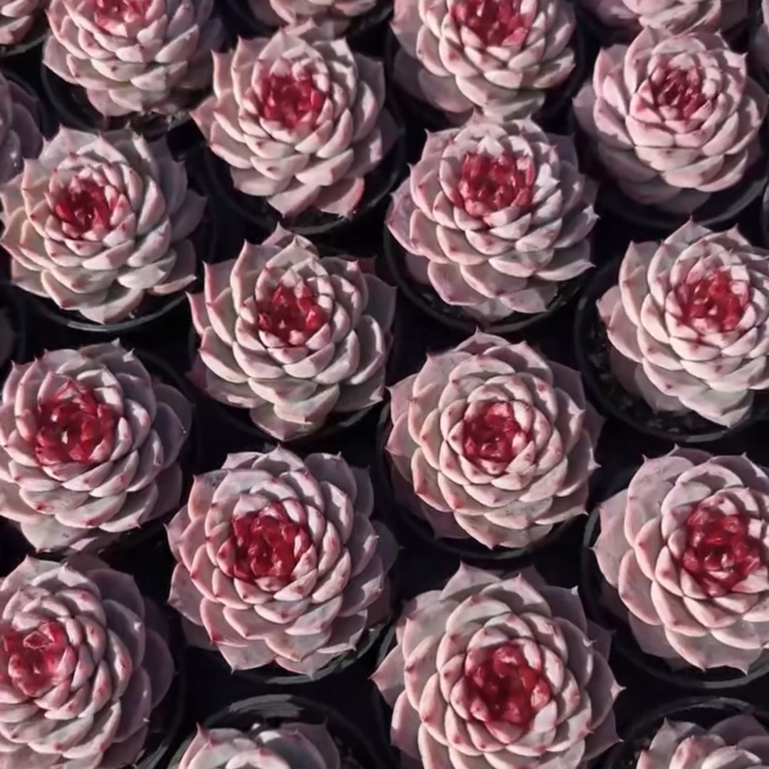 25300 レッドベルベット