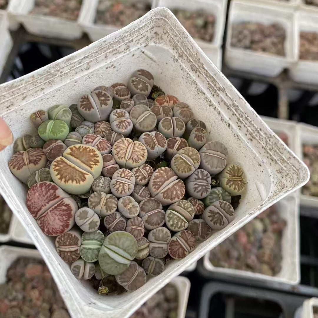 YNLH011-POT 菊章玉 (7cm pot)