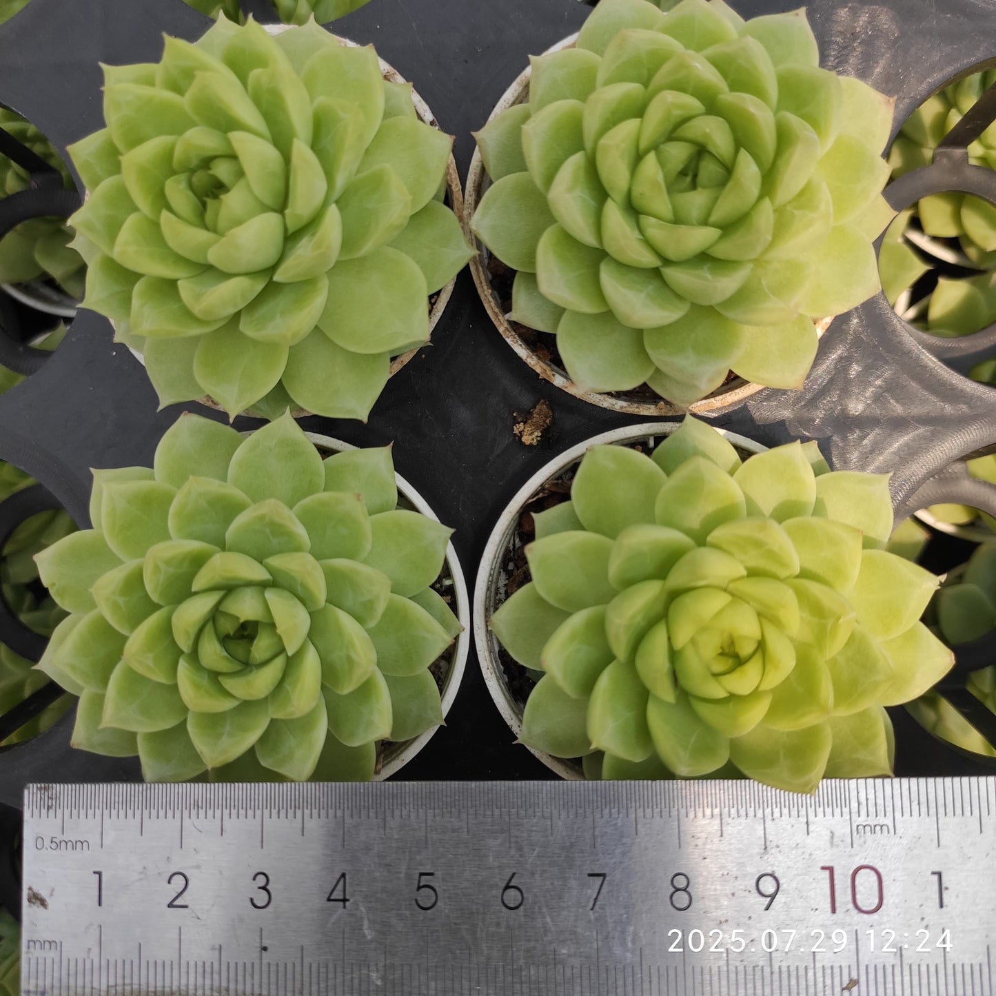 ZZA351 新品種 クイーンローズ(5.5cm pot)