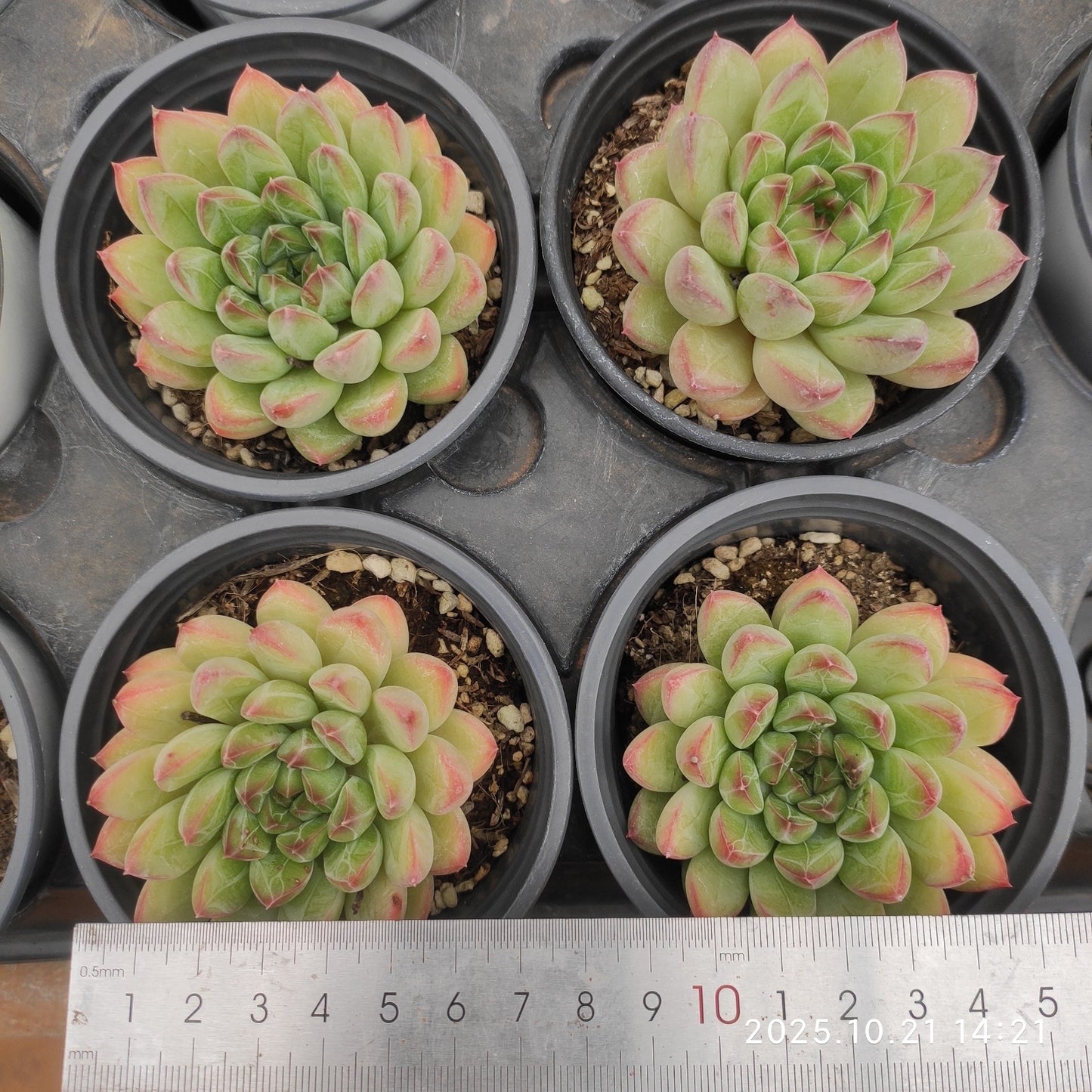 15436 トレジャー ジェイダイト ビューティー(9cm pot)