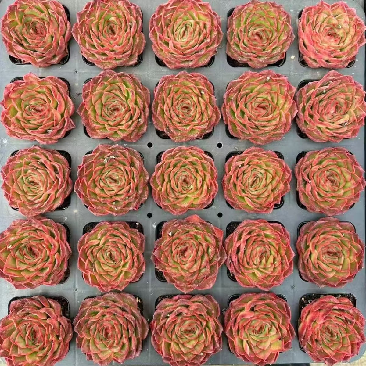 21187 クリムズン ローズ(7cm pot)