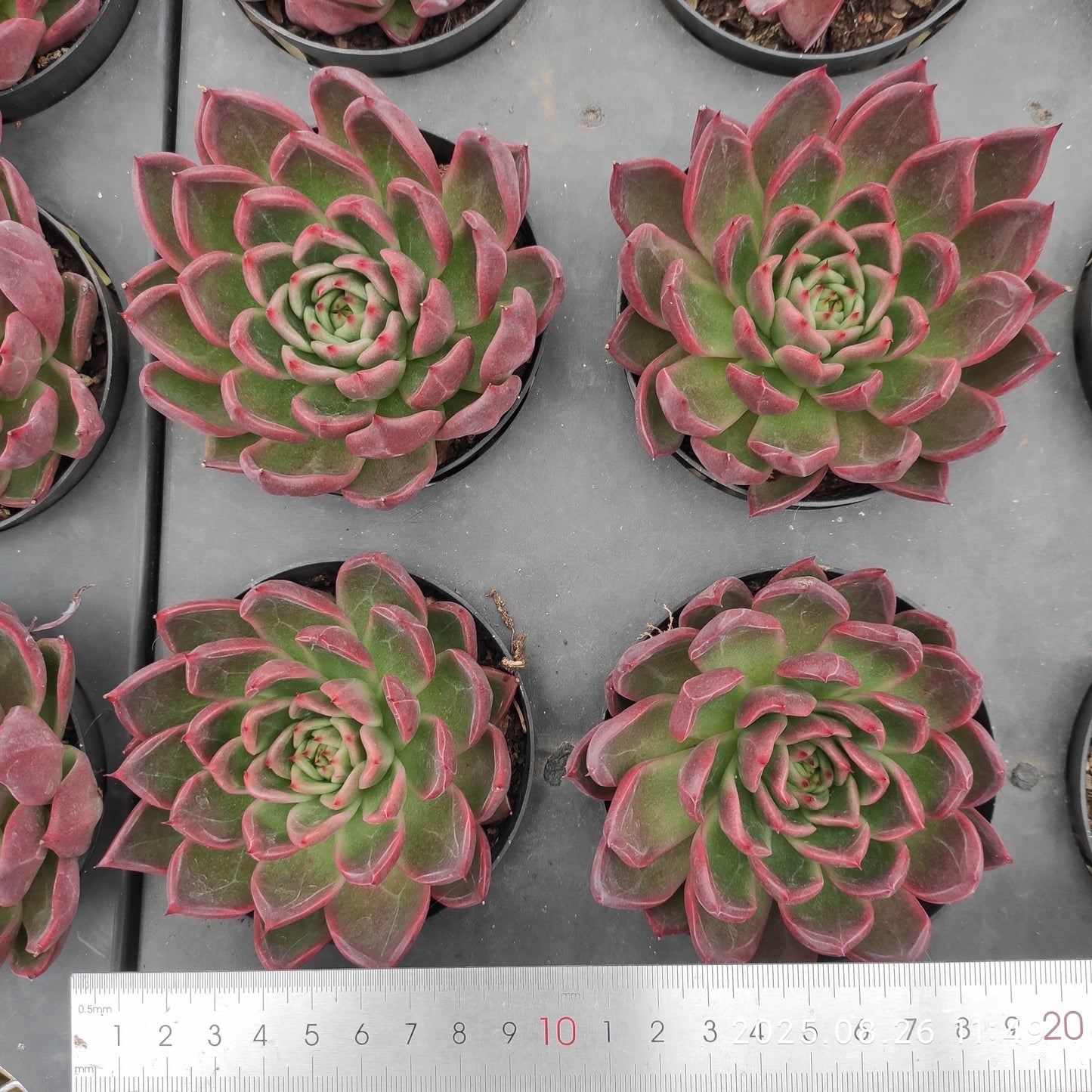 XY006 ラフィア(9cm pot)