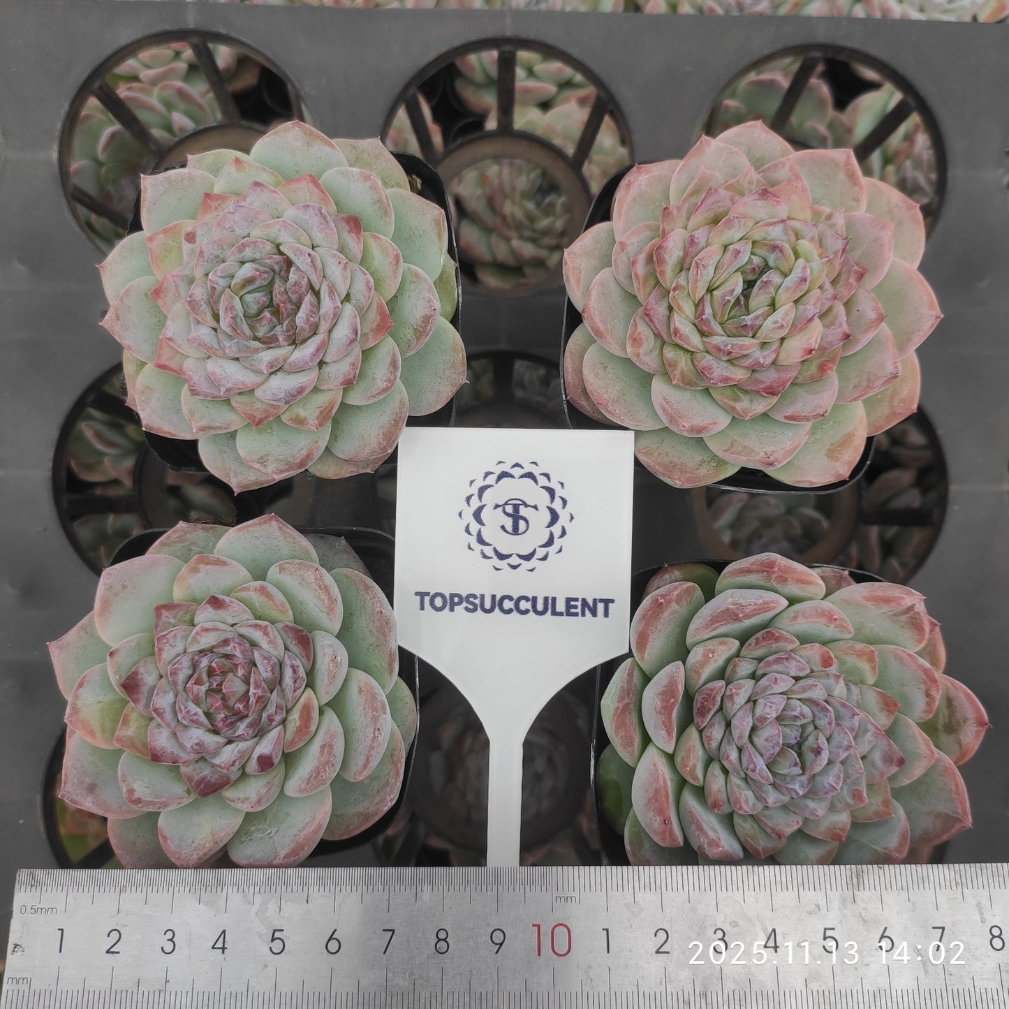 50192 アイススピリット(7cm pot)