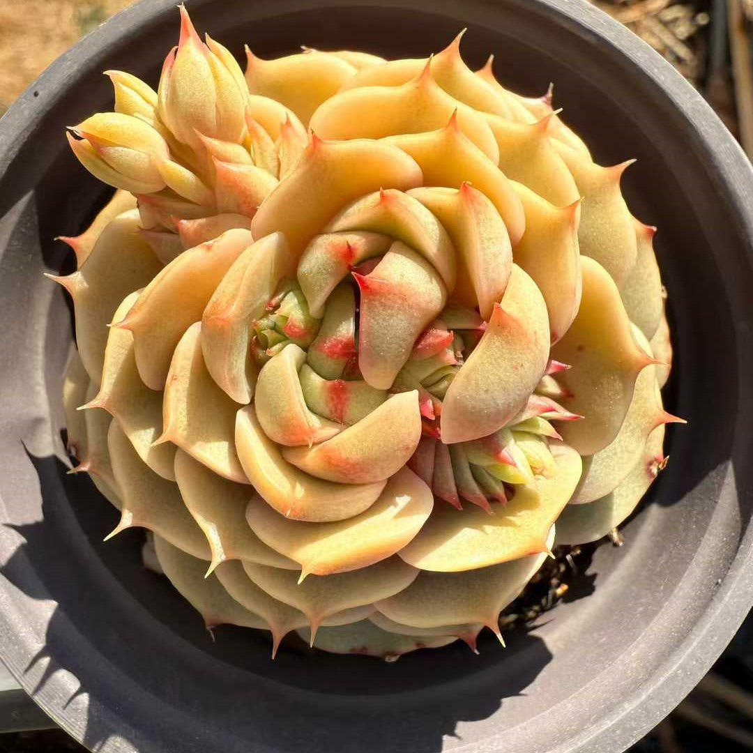 26231 ベンバディス