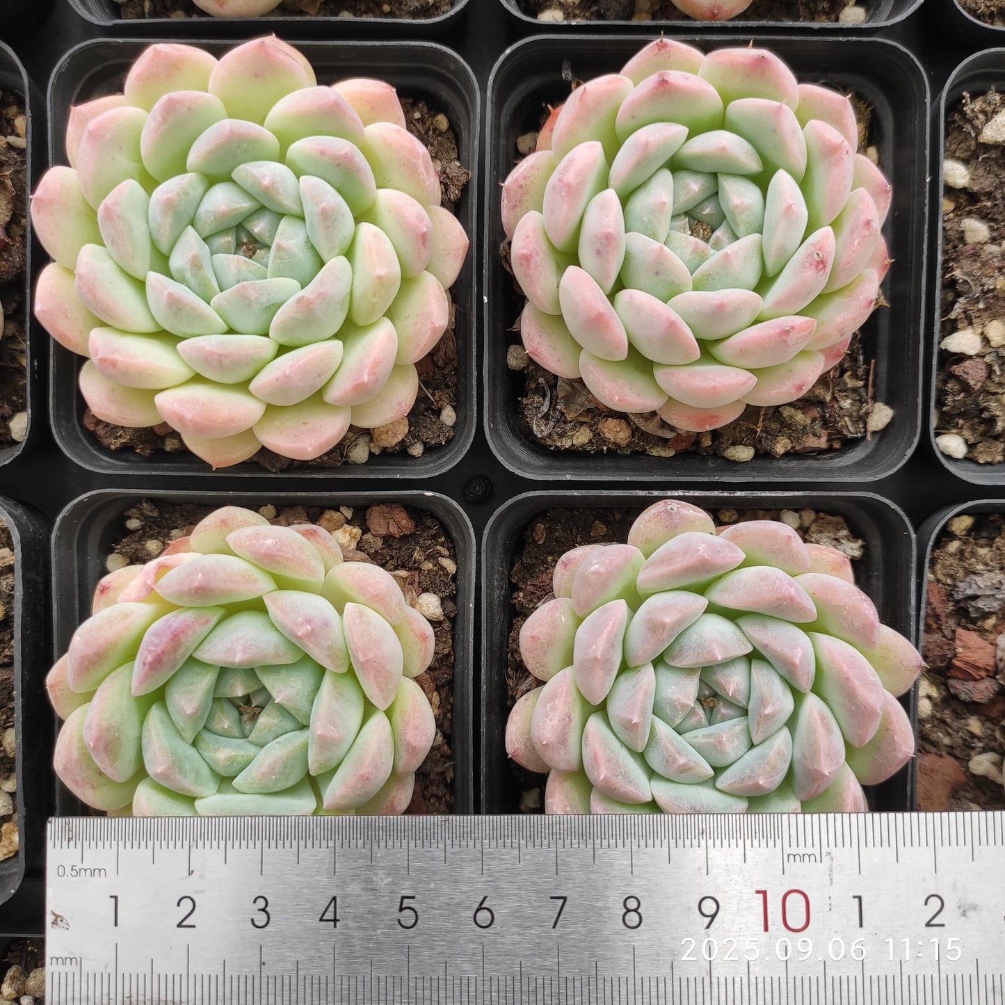 RC057 アイス スピリットHyb(7cm pot)