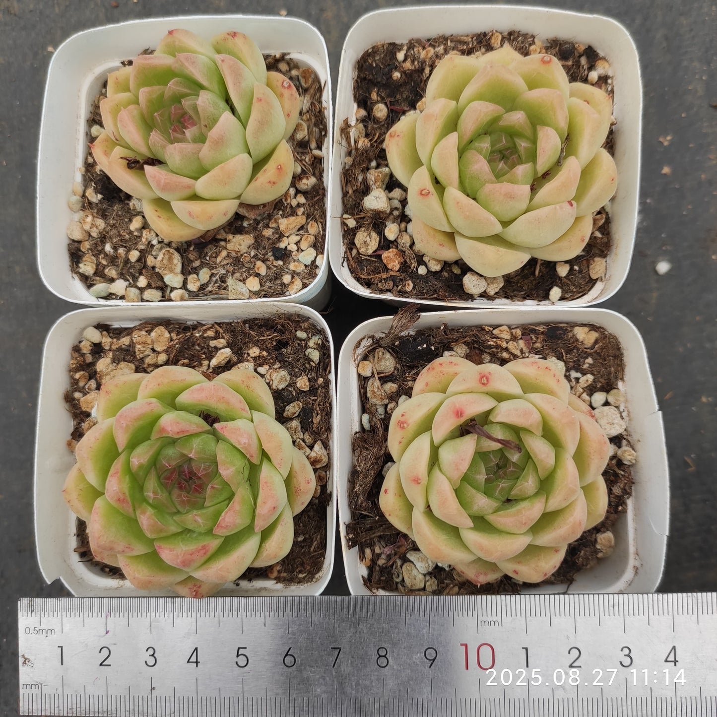 XQ1353 レモン(7cm pot)