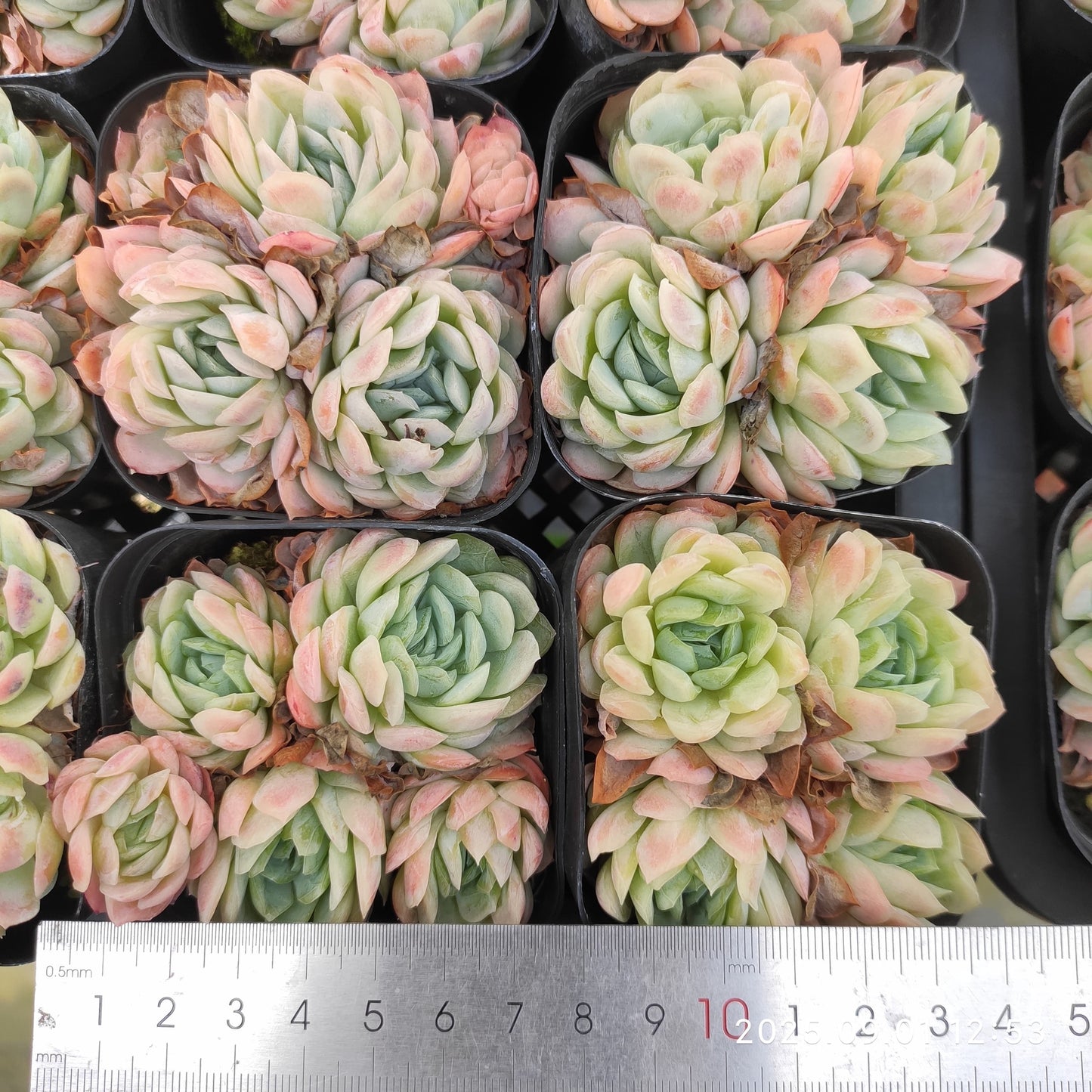 QN864 ラズベリーアイス(7cm pot)