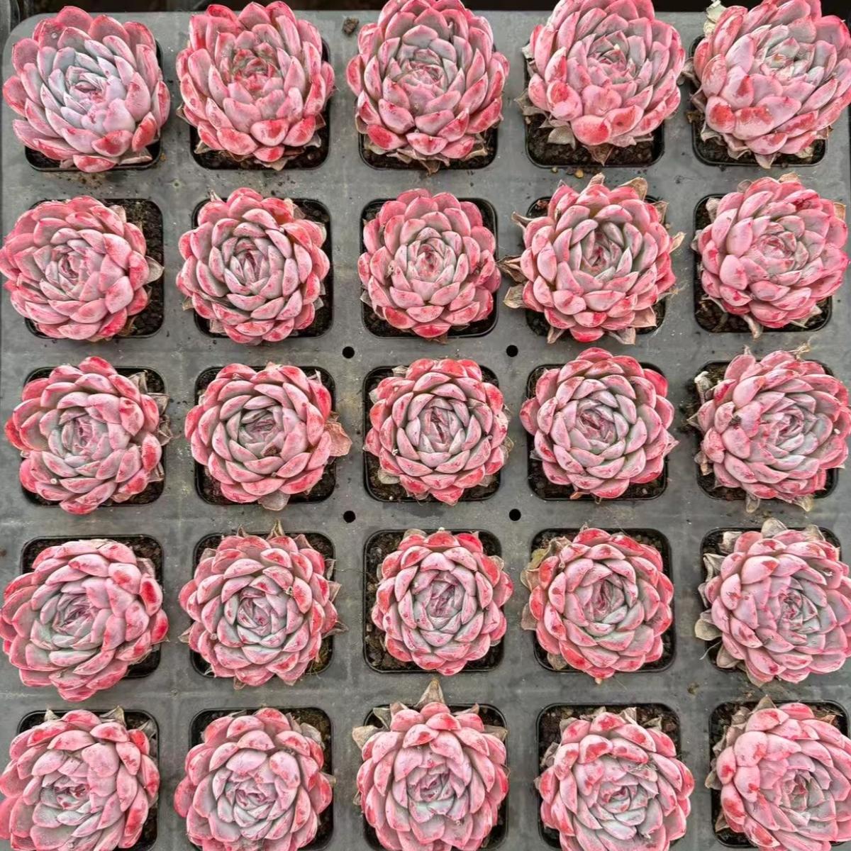 22996 ピンク パンサー(6cm pot)