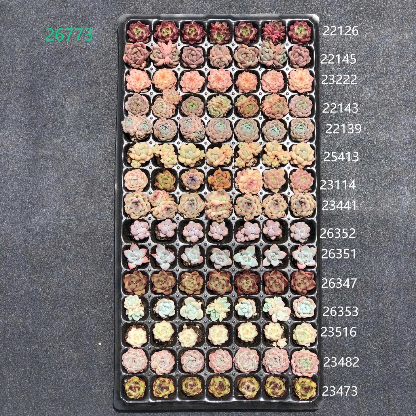 105穴鍼灸プレートの組み合わせ 28