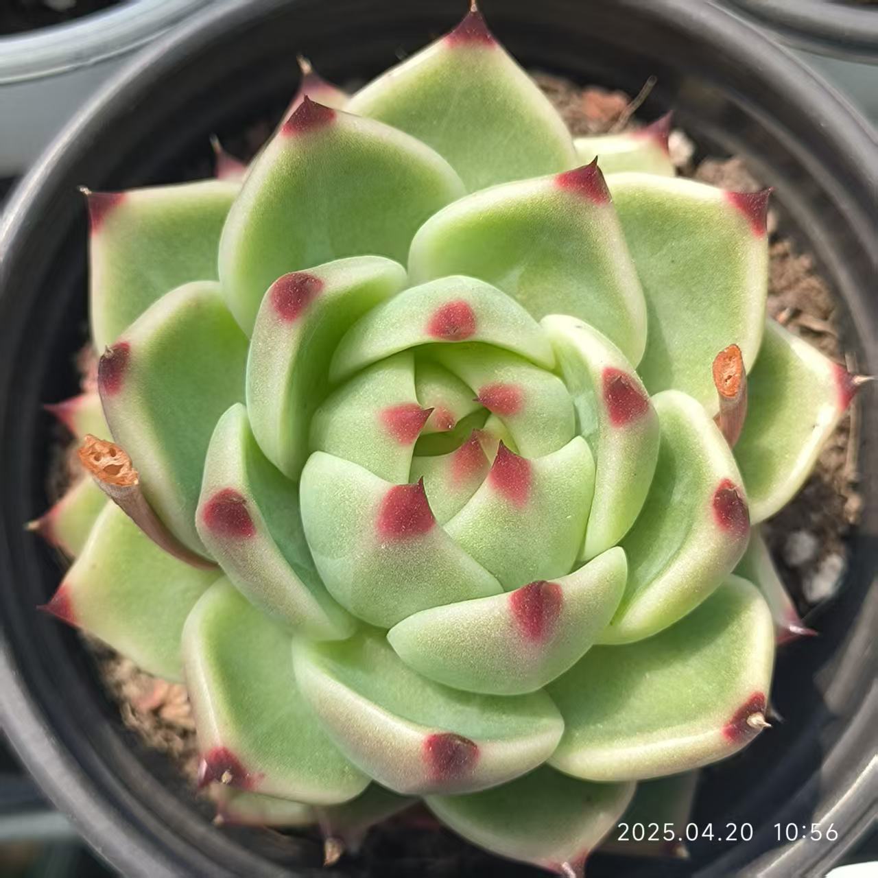 HC159 ブルードラゴン(7cm pot)