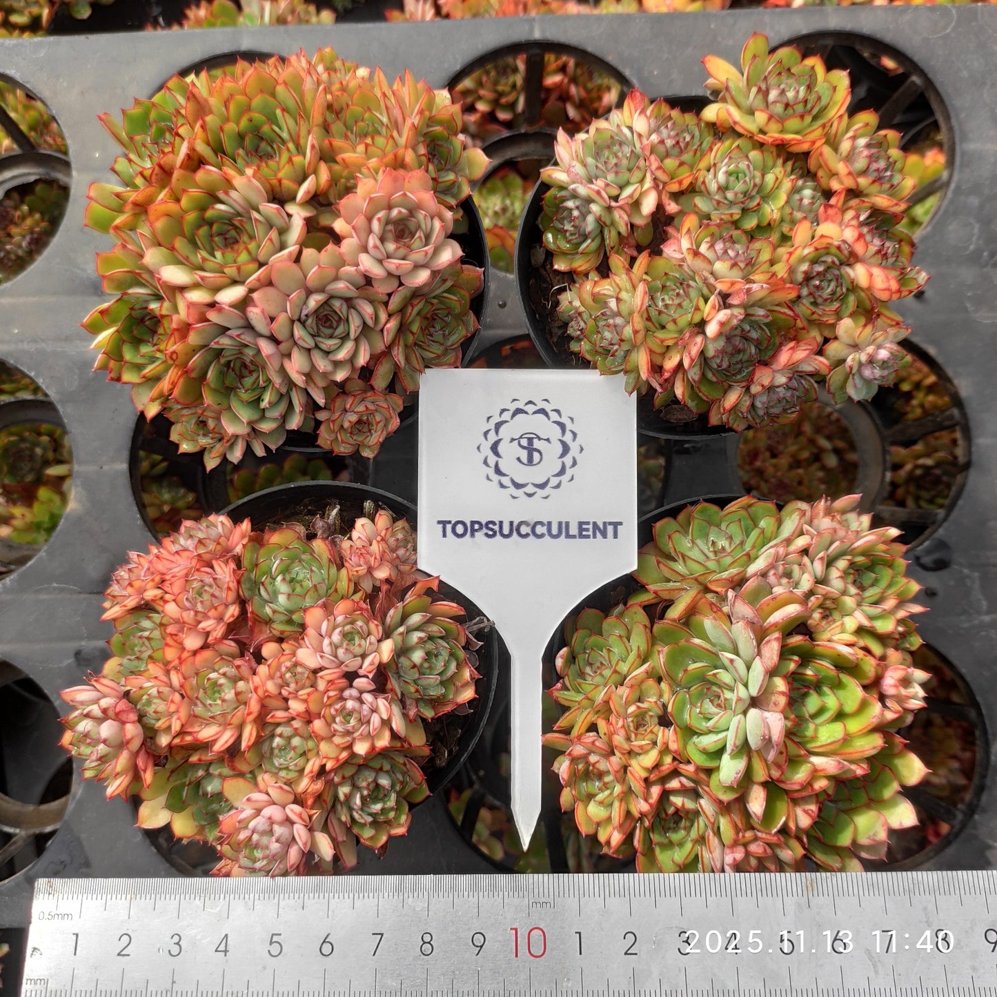 22438 ドリーム ローズHyb(9cm pot)