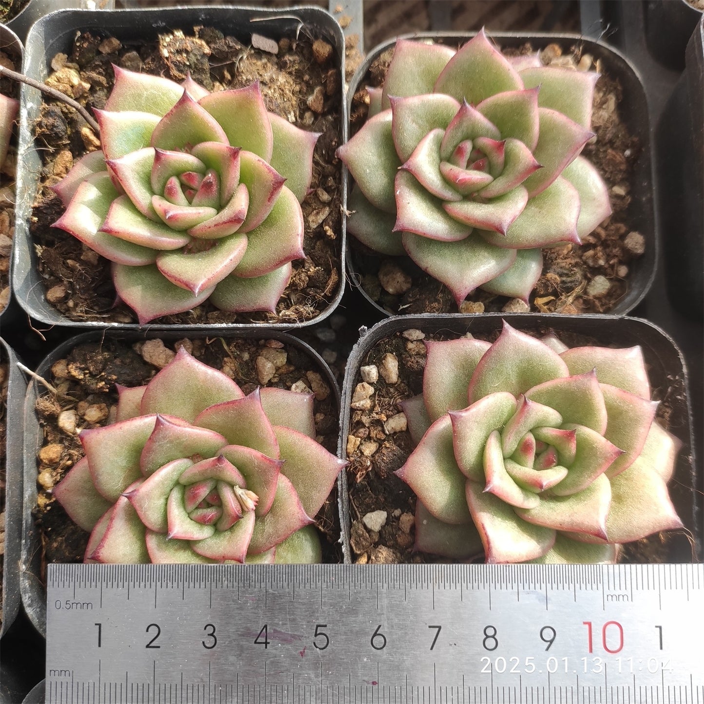 ZX197 ランブラー (7cm pot)