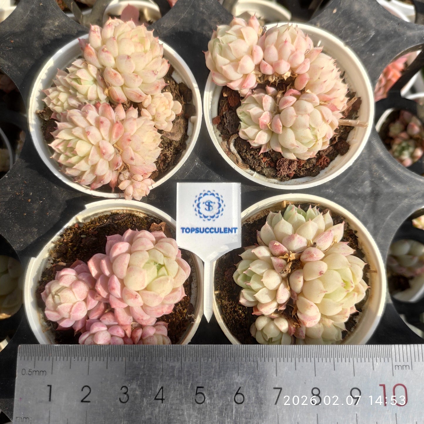 16409 ボールオブファット