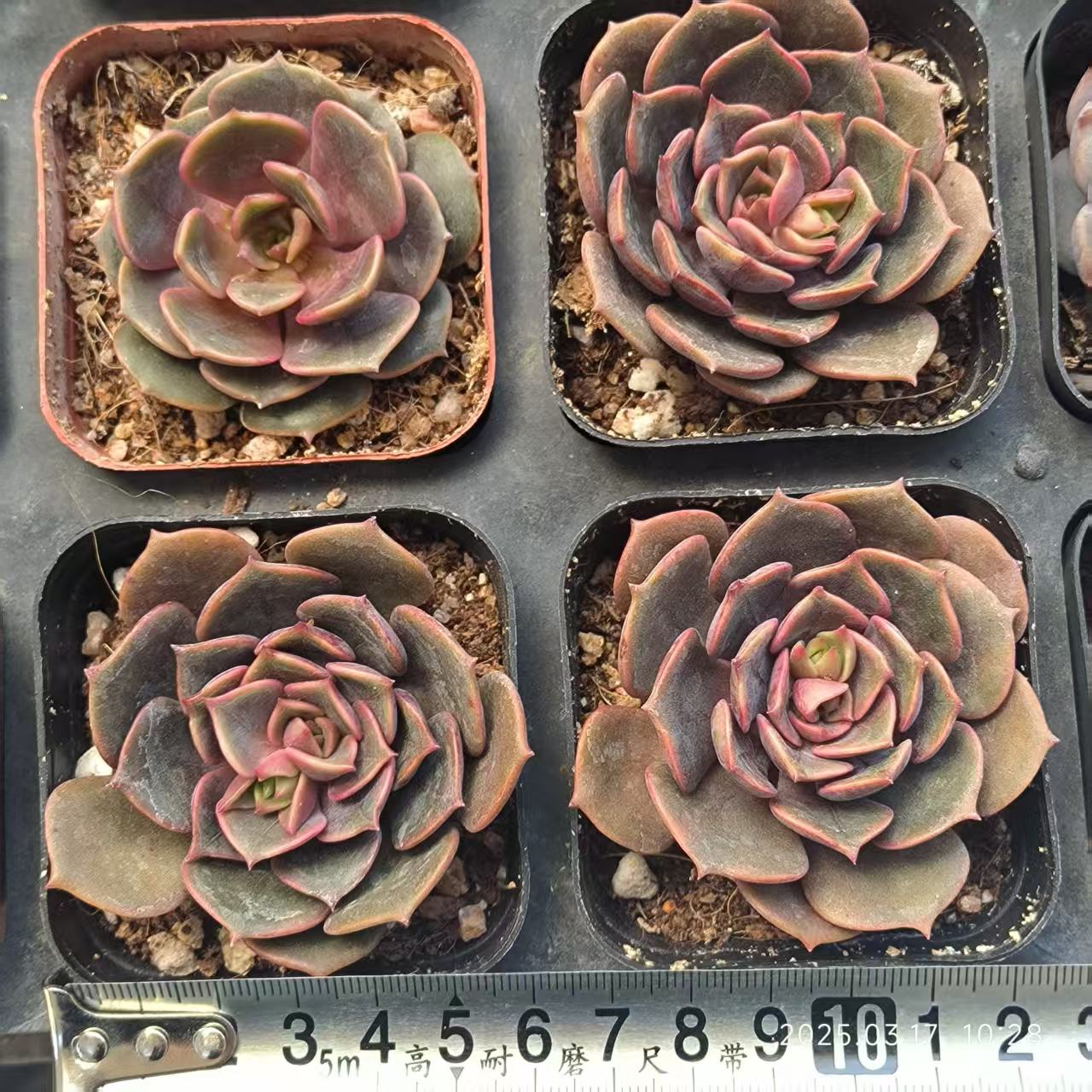 KD072 ビッグレッド(6.5cm pot)