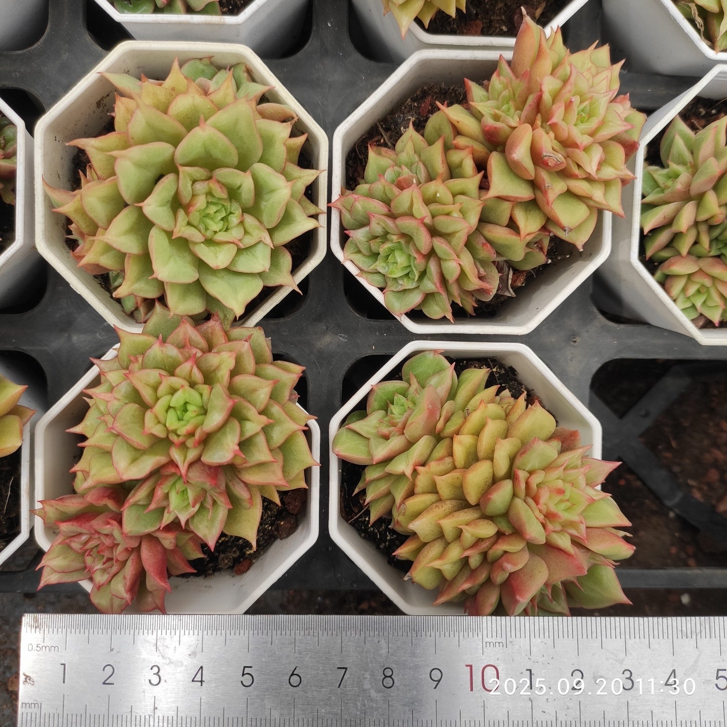 DQ154 テスラ(7cm pot)