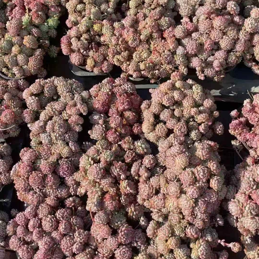 25056 ピンクベリー