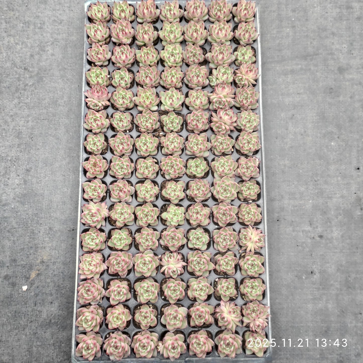 22130 トスカーナ(3cm pot)(ポット苗)