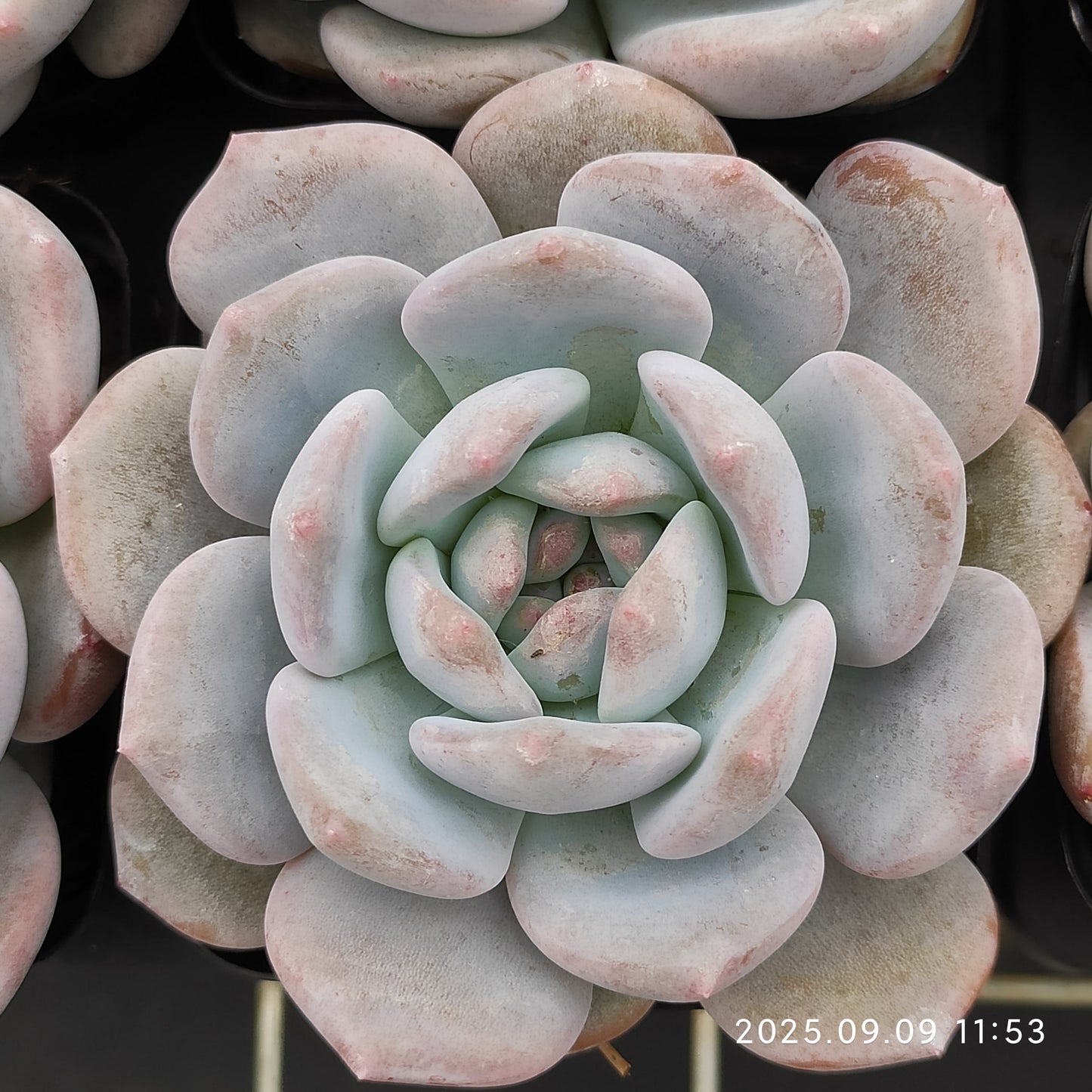 MMT869 チョーク(7cm pot)