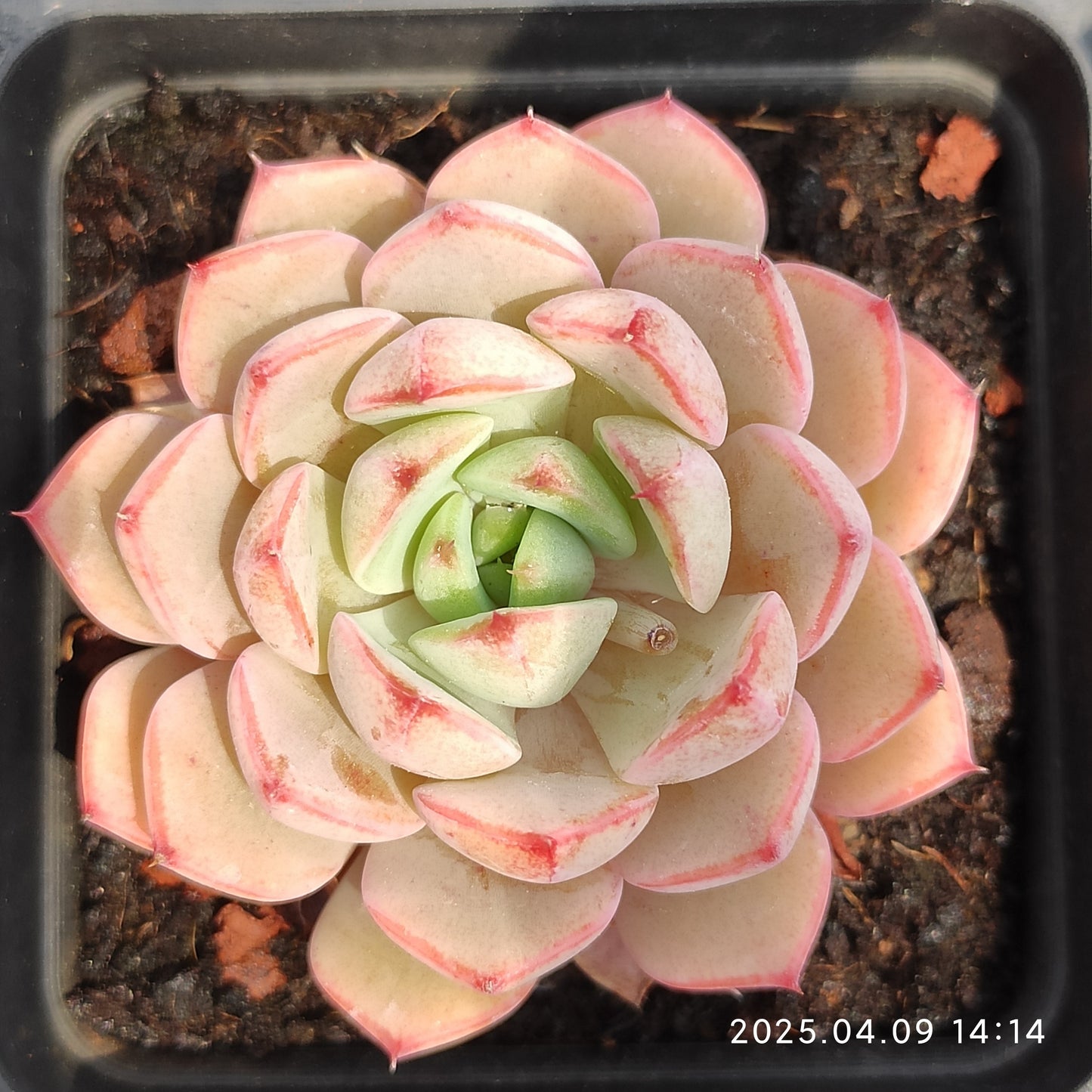 YBB241 ローズ ウマン x ベンバディズ(50cm pot)