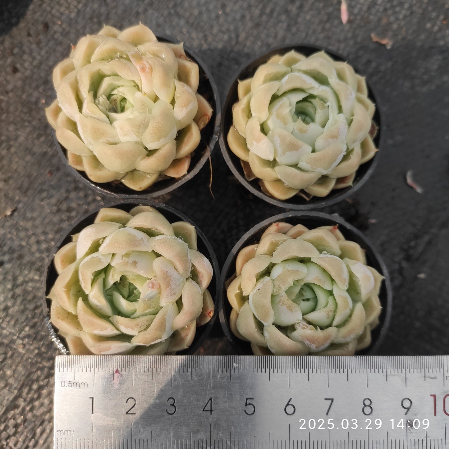MMT140 ヒューミリス(5.5cm pot)