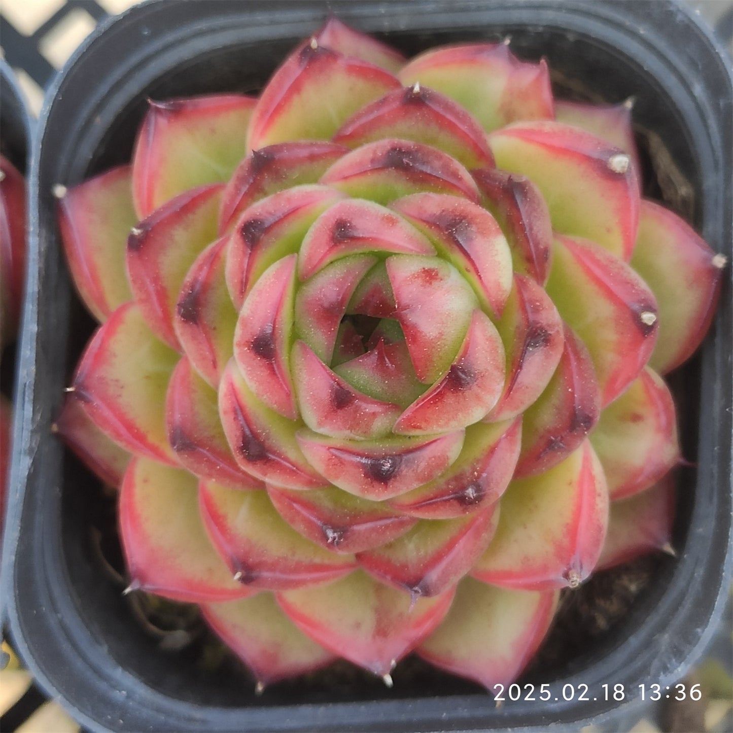 QN588 ムーンストーン(6.5cm pot)