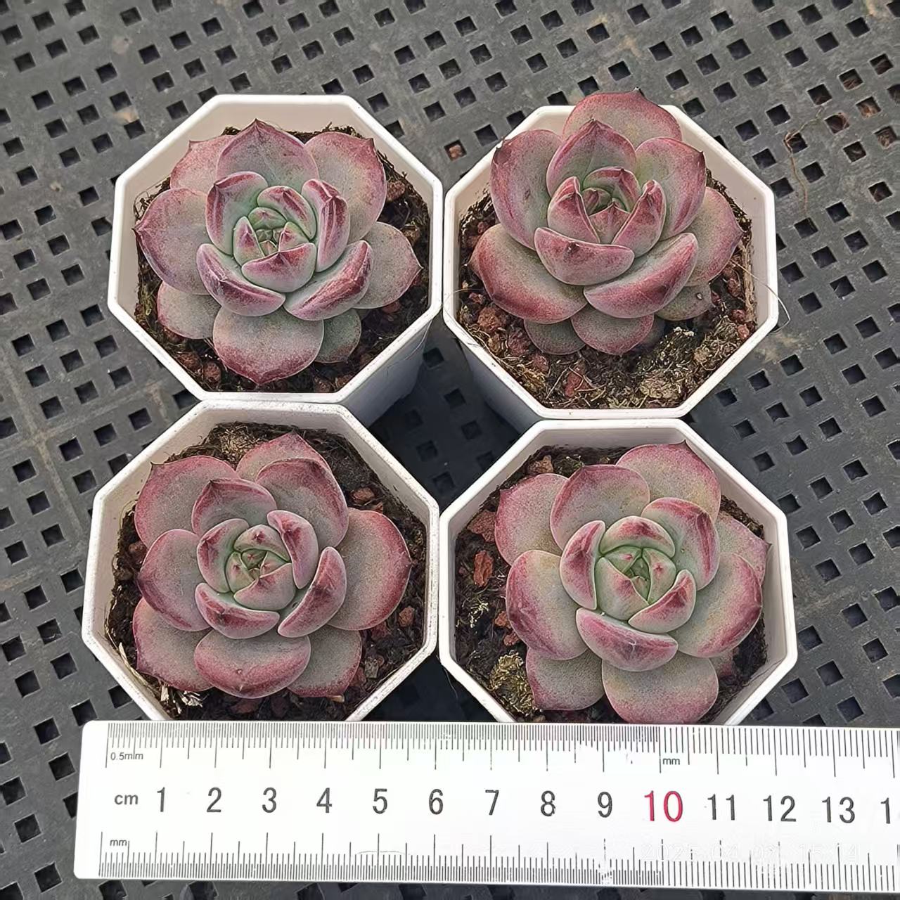GR382 デアデビル(6.5 cm pot)