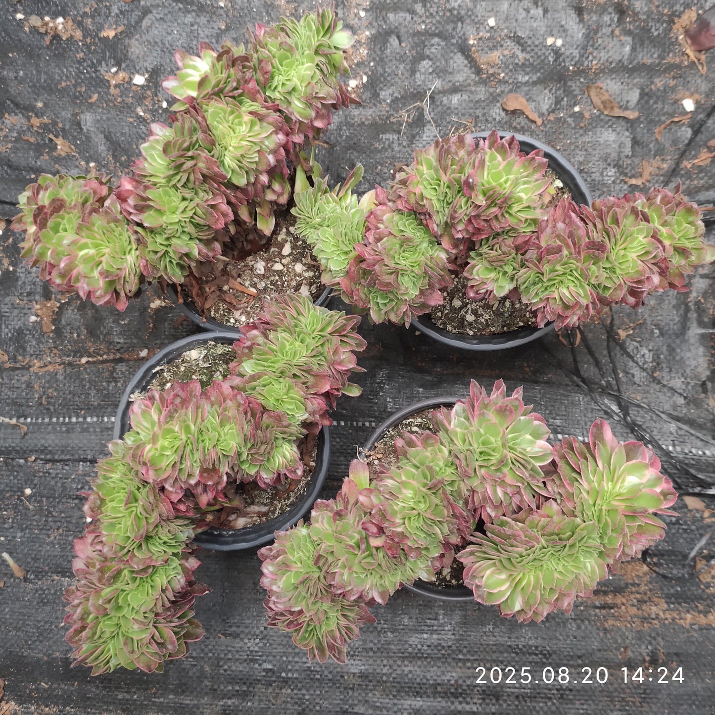 ON705 アエオニウム シーキング綴化(18cm pot)