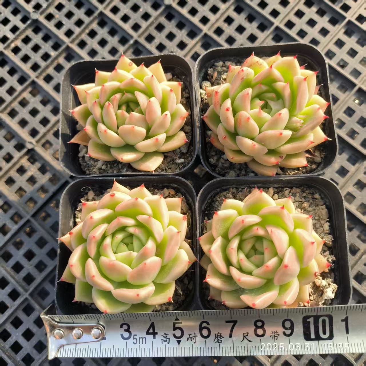 HH148 スパイ (6.5cm pot)