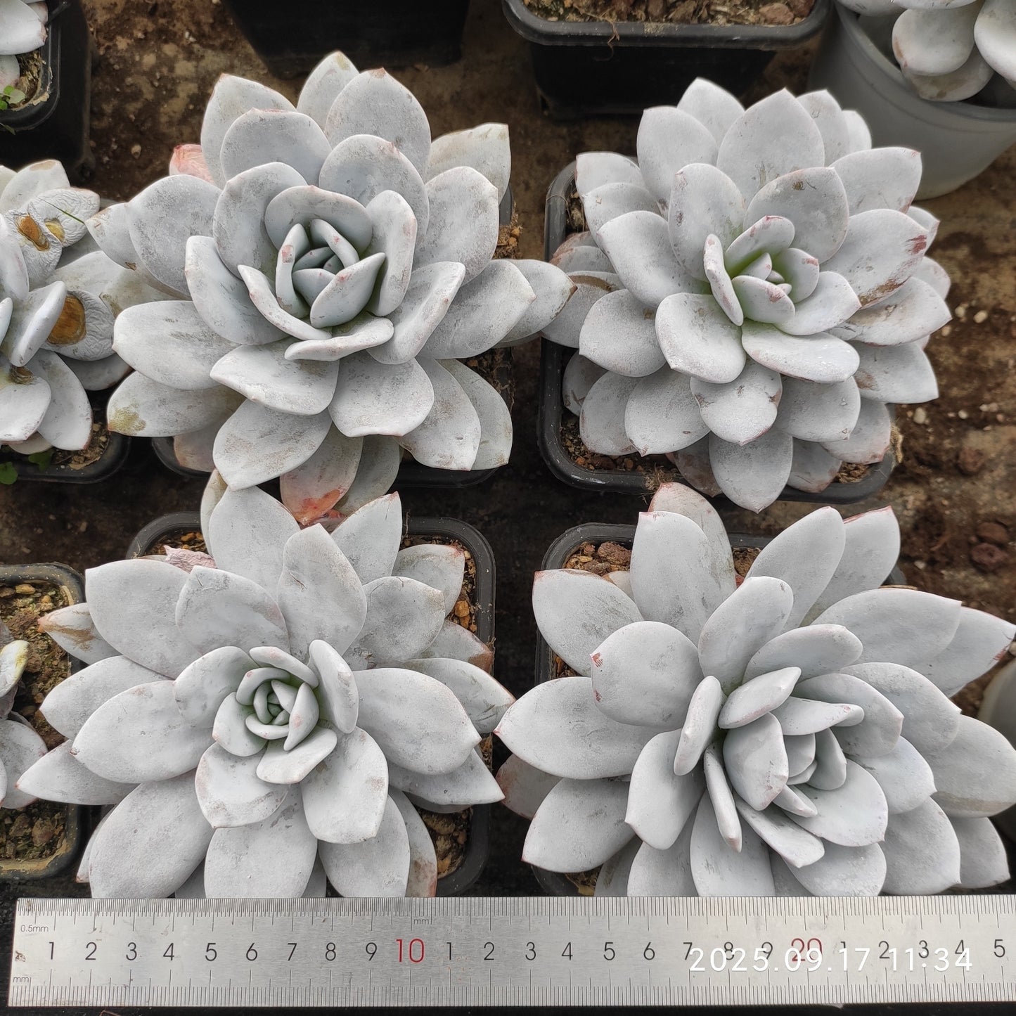 NGN099 ラウィ(9cm pot)