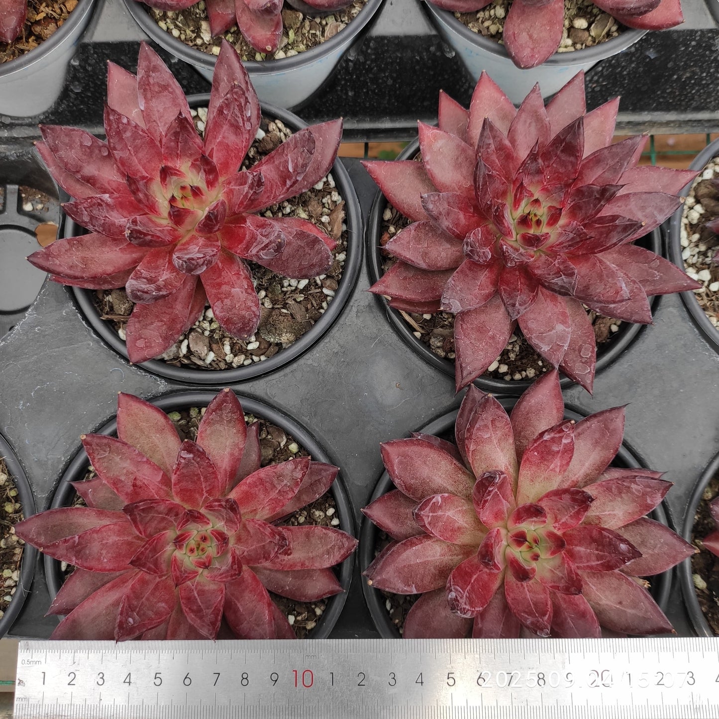 MMY1265 ディーモン ソール(12cm pot)