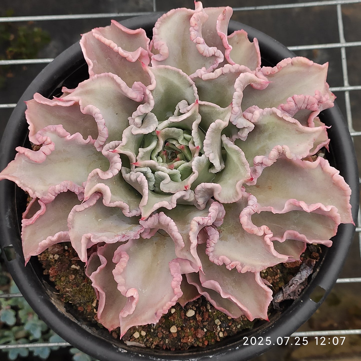 NGN341 マディバ(18cm pot)