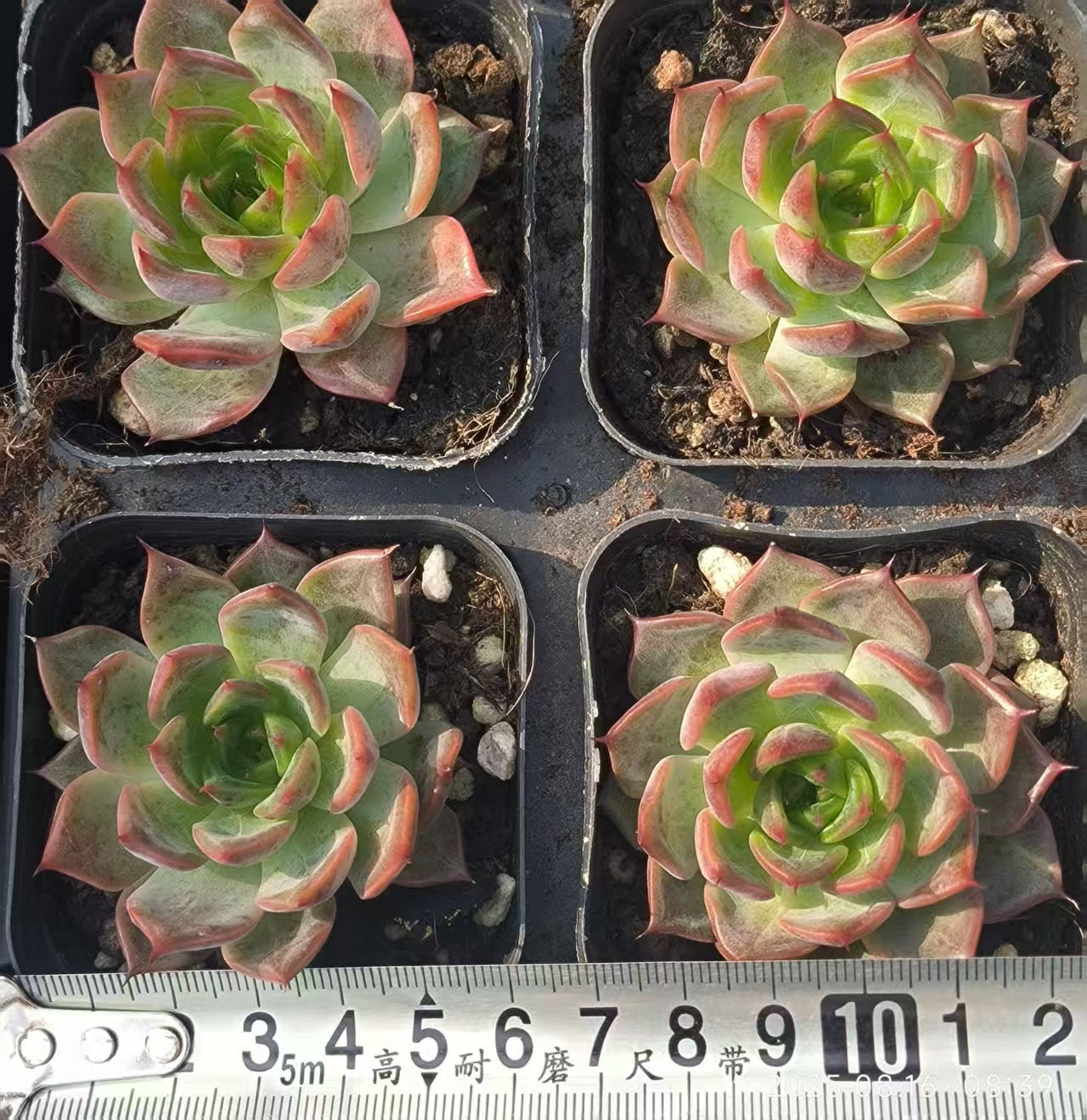 LG694 アイリス (6.5cm pot)