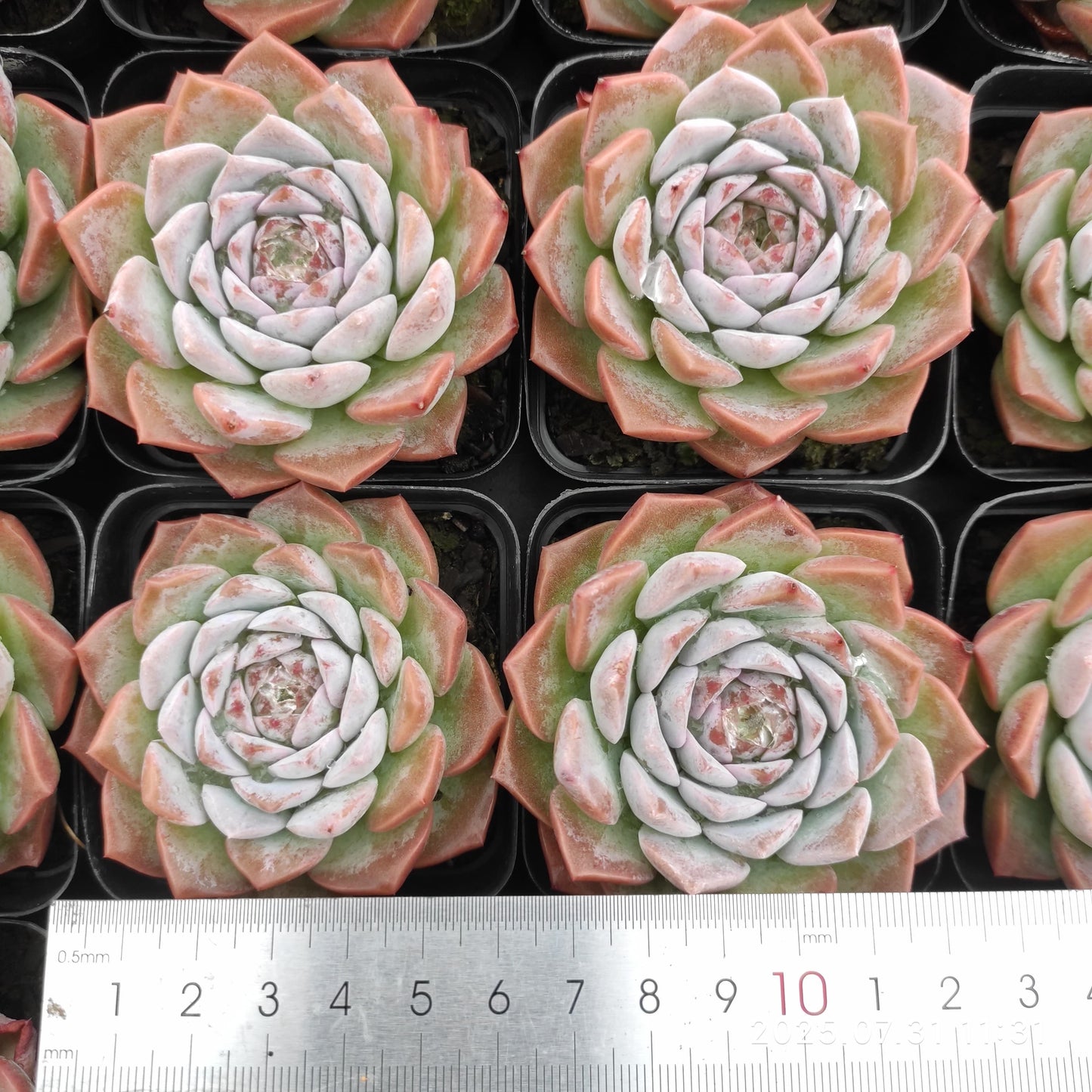 MMT445 アメイジンググレイス (7cm pot)