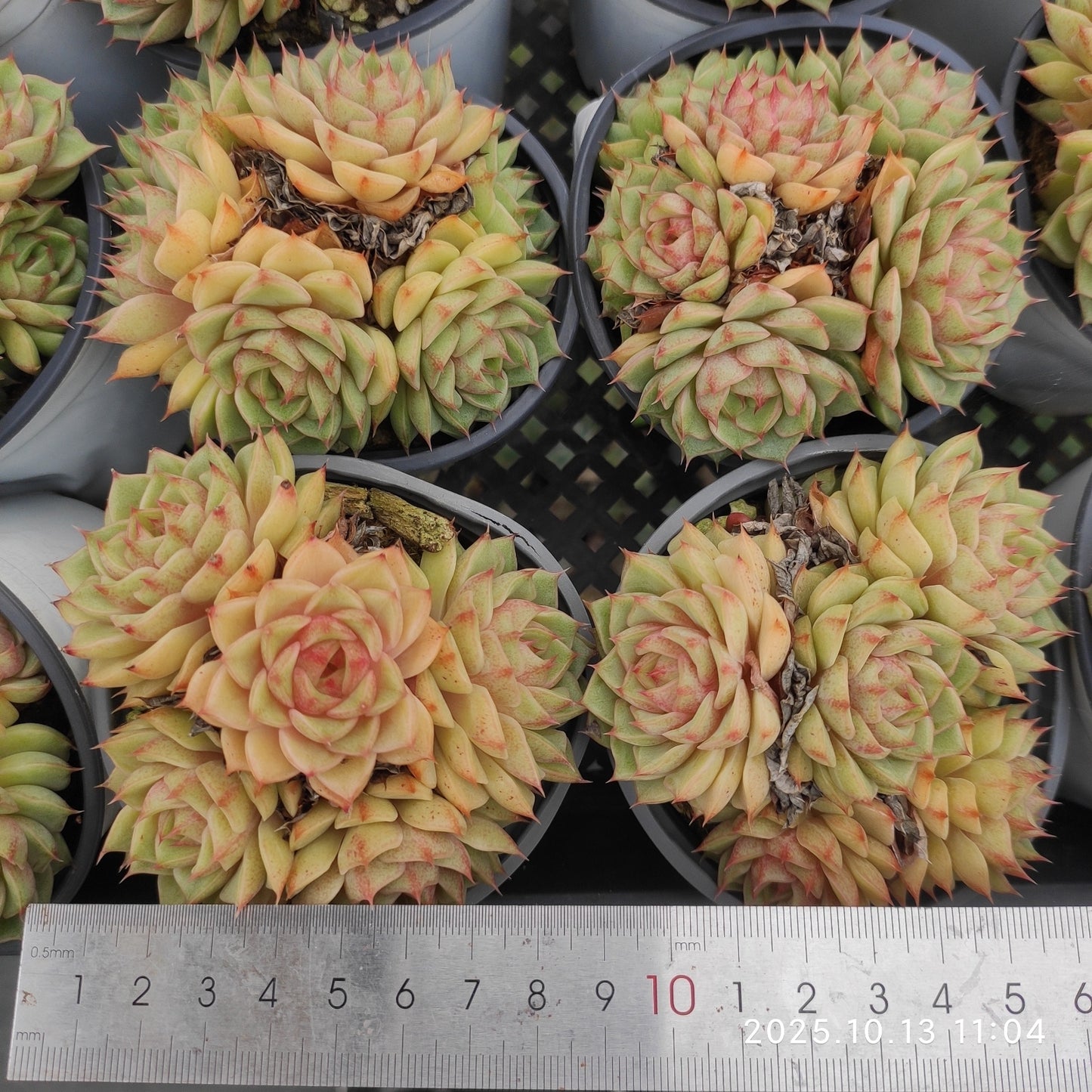 21631 ベンバディス(9cm pot)