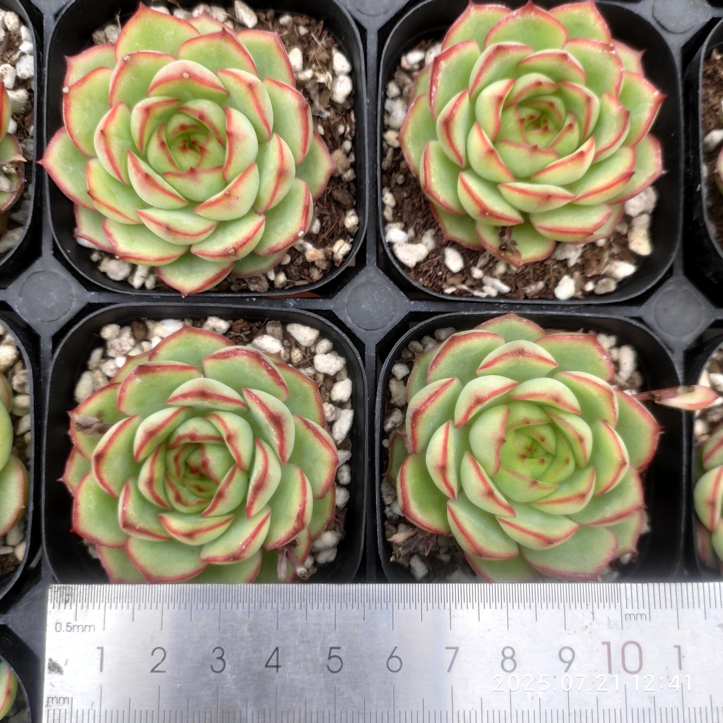 MMY1206 レッド ライン エレガンスHyb(6.3cm pot)