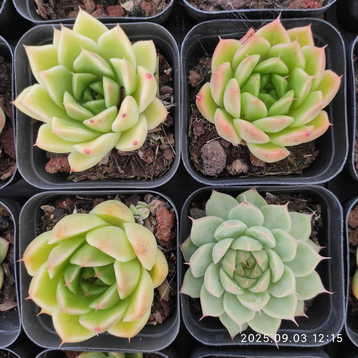 ZZA142 マルガン Hyb(5.5cm pot)