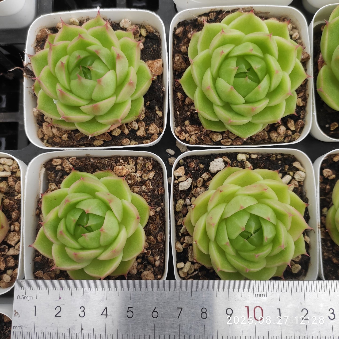 XQ1429 グリーン ジェイドHyb(7cm pot)